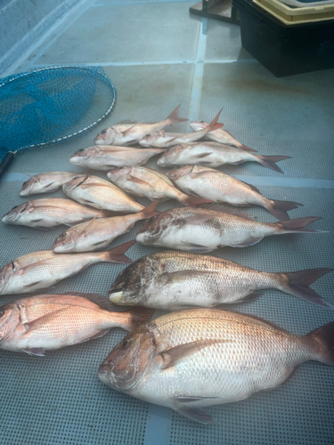 マダイの釣果