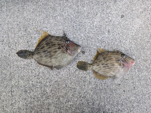 カワハギの釣果