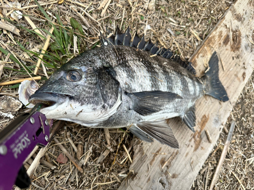 クロダイの釣果