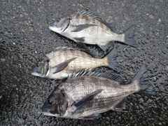 クロダイの釣果