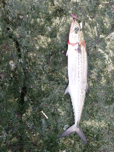 サゴシの釣果