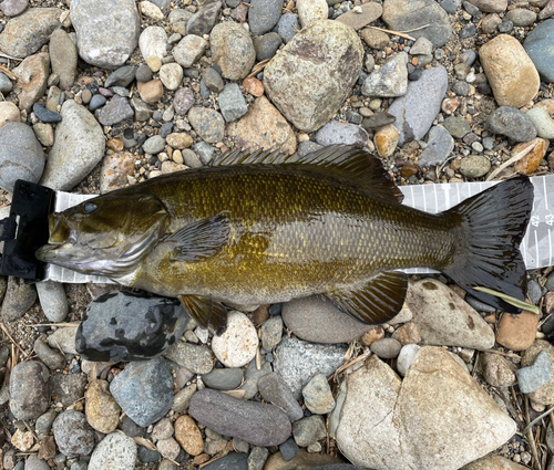 スモールマウスバスの釣果