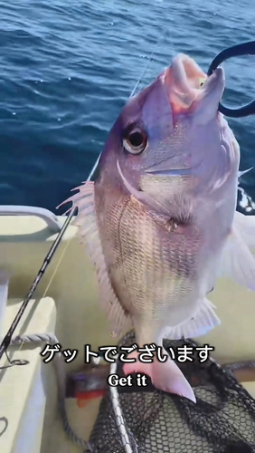 マダイの釣果