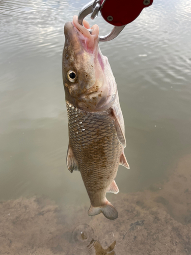 ニゴイの釣果