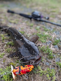 ナマズの釣果