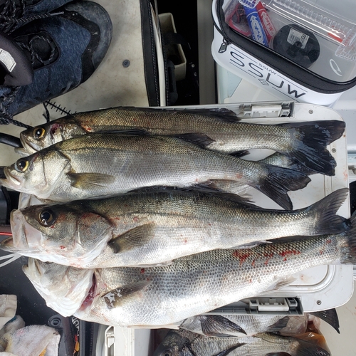 セイゴ（マルスズキ）の釣果