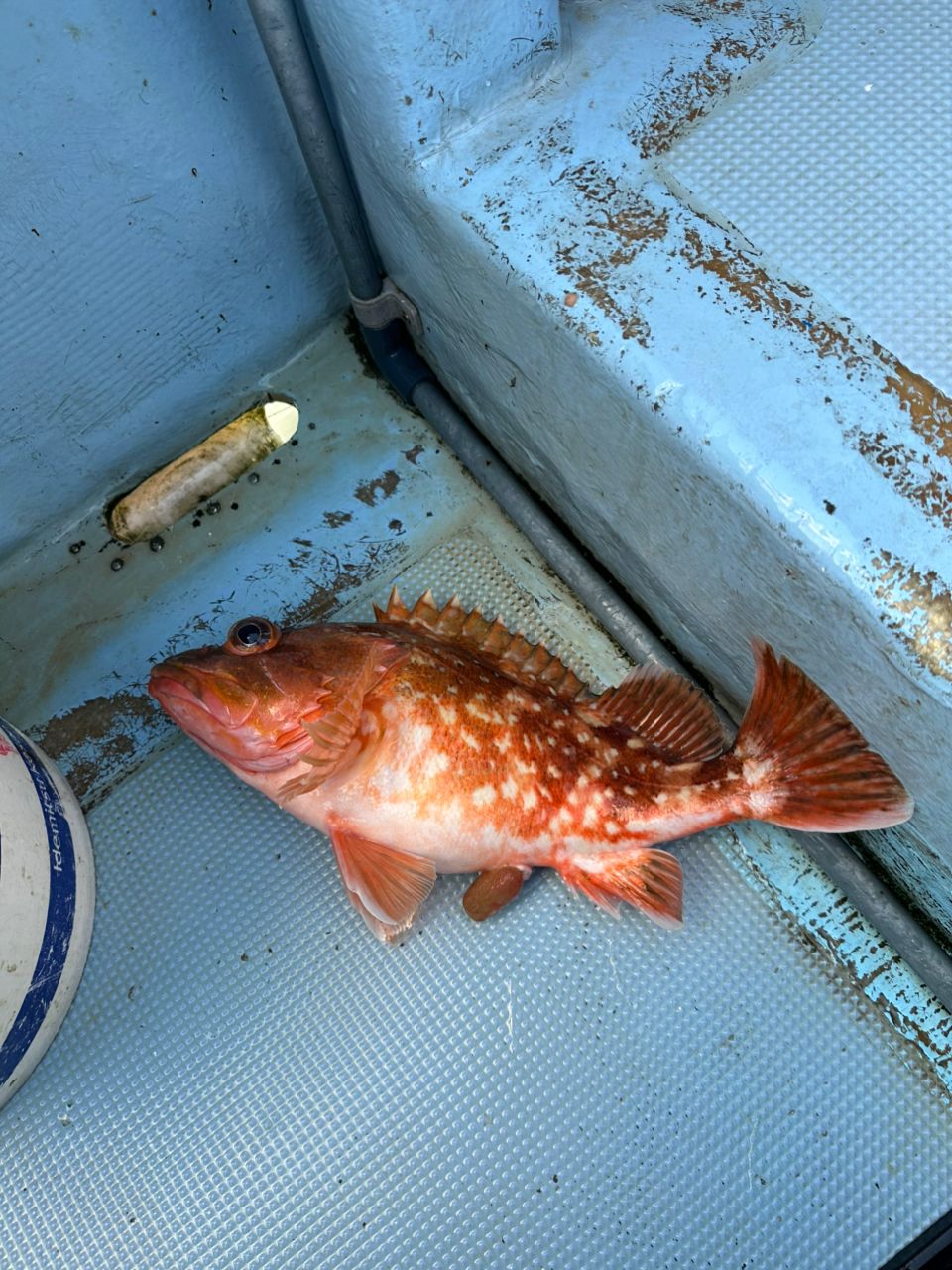 ホクロさんの釣果 2枚目の画像