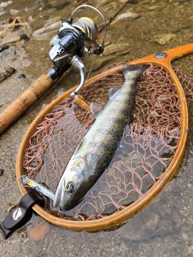 アマゴの釣果