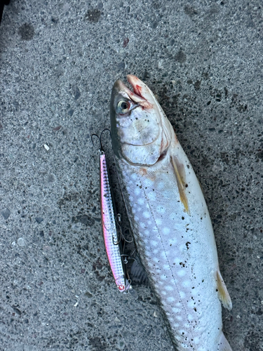 アメマスの釣果