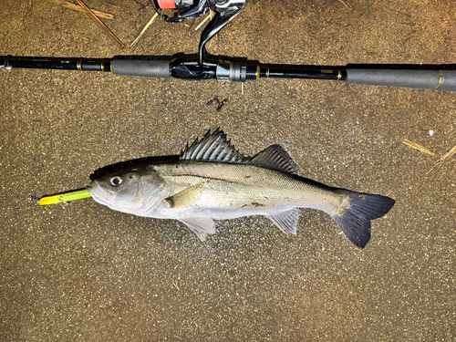 セイゴ（マルスズキ）の釣果