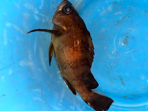 メバルの釣果