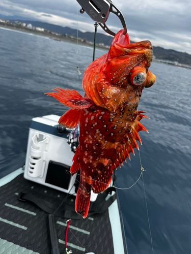 ウッカリカサゴの釣果