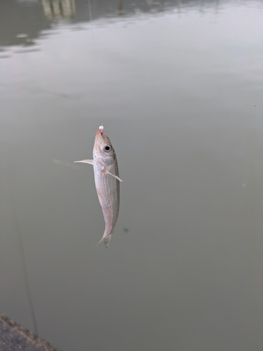 ホンモロコの釣果