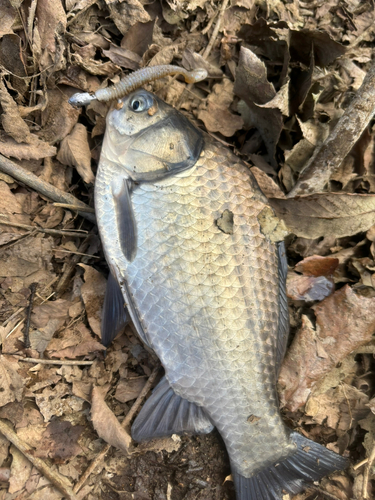 フナの釣果