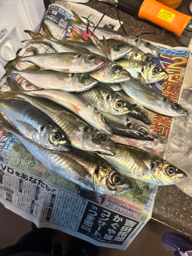 アジの釣果