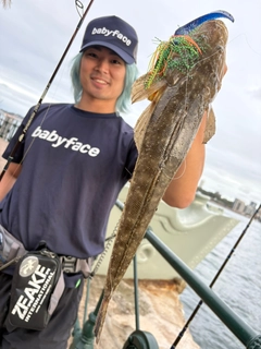 マゴチの釣果