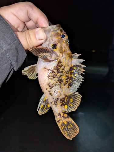 オウゴンムラソイの釣果