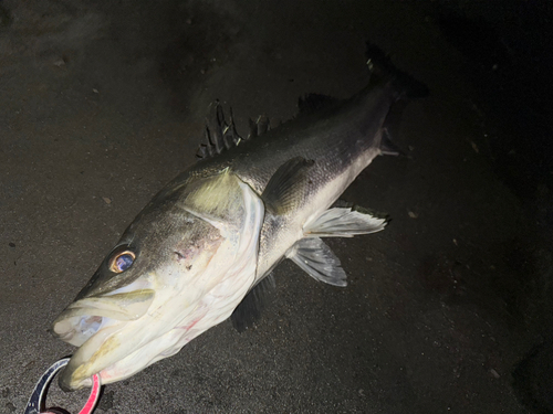 スズキの釣果