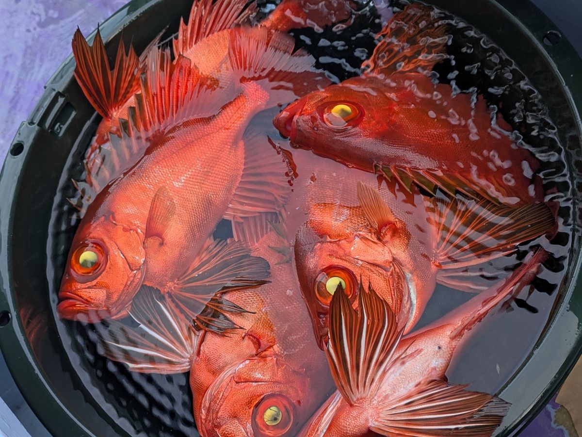 釣りバカじいさんさんの釣果 2枚目の画像