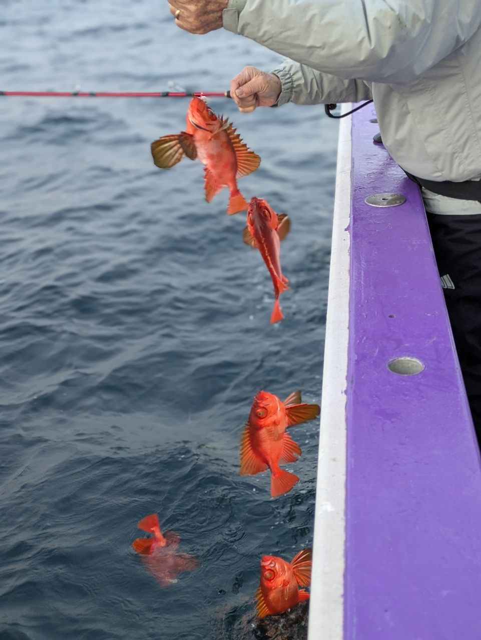 釣りバカじいさんさんの釣果 3枚目の画像