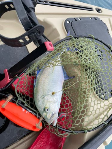 カスミアジの釣果