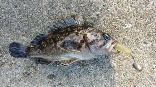 クロソイの釣果