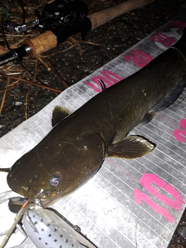 ナマズの釣果