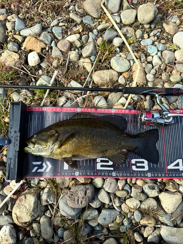 スモールマウスバスの釣果