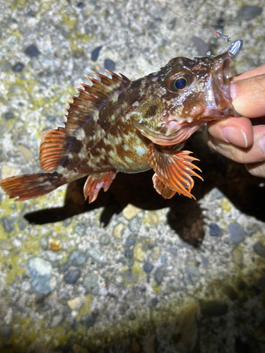 カサゴの釣果