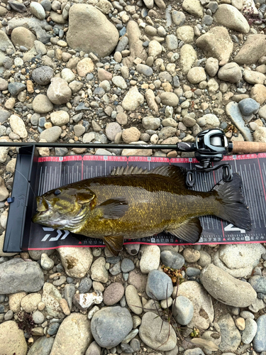 スモールマウスバスの釣果