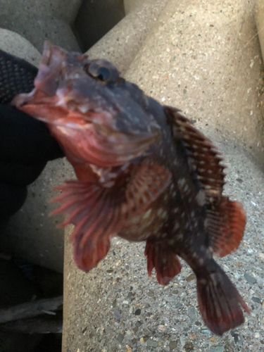 カサゴの釣果