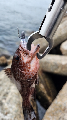 オオモンハタの釣果