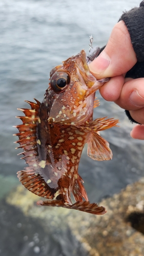 ウッカリカサゴの釣果