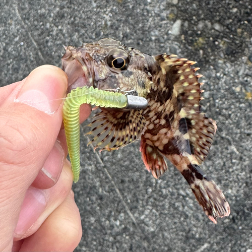 カサゴの釣果