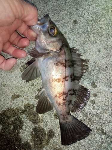 メバルの釣果