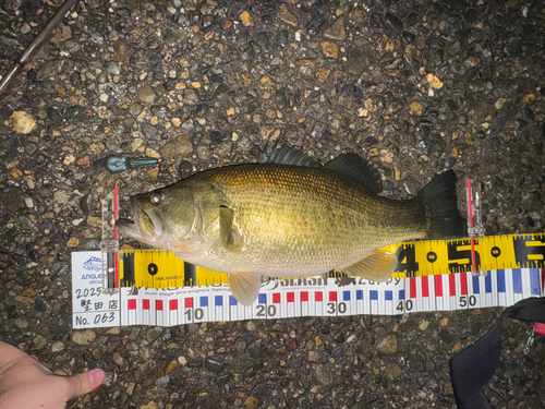 ブラックバスの釣果