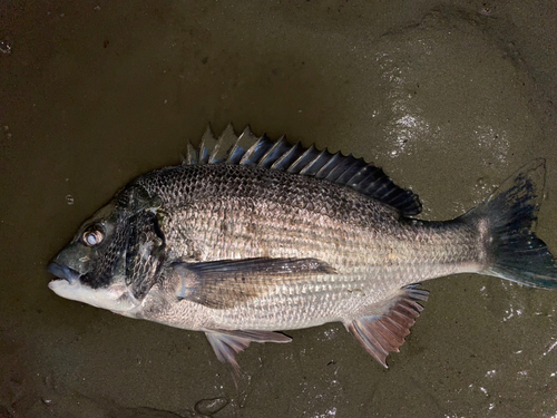 クロダイの釣果