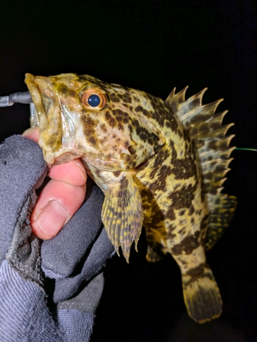 タケノコメバルの釣果