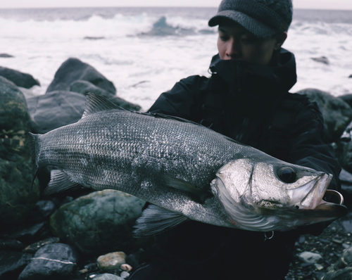 ヒラスズキの釣果