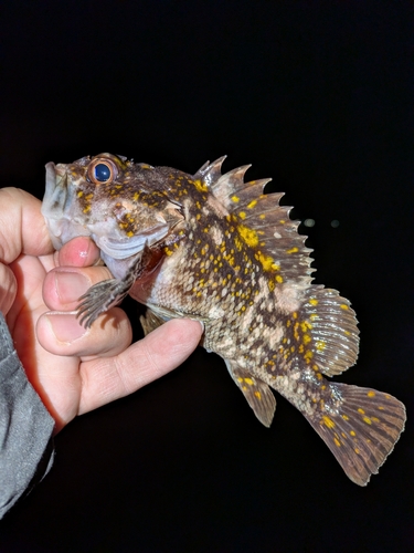 オウゴンムラソイの釣果