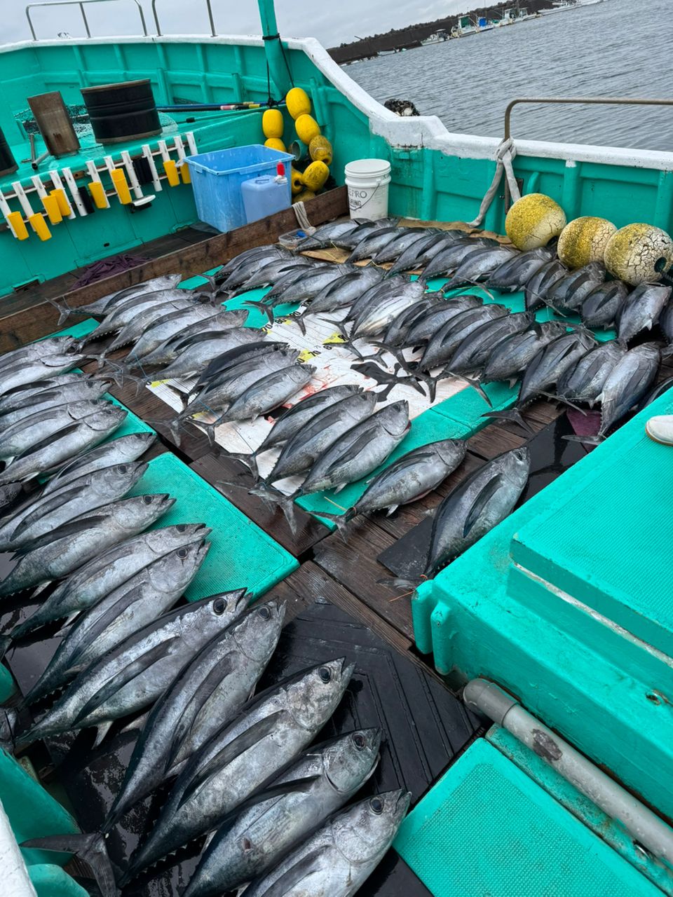 Guest93015494さんの釣果 2枚目の画像