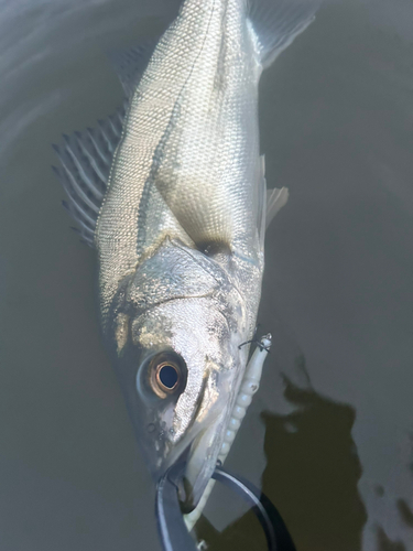 セイゴ（マルスズキ）の釣果