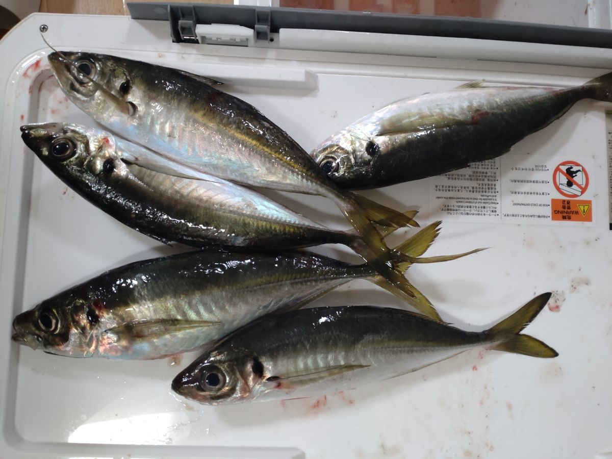 アングラーワタルさんの釣果 2枚目の画像