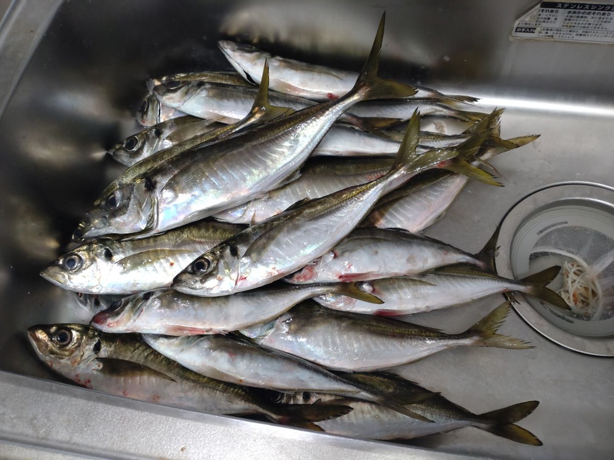 アングラーワタルさんの釣果 3枚目の画像