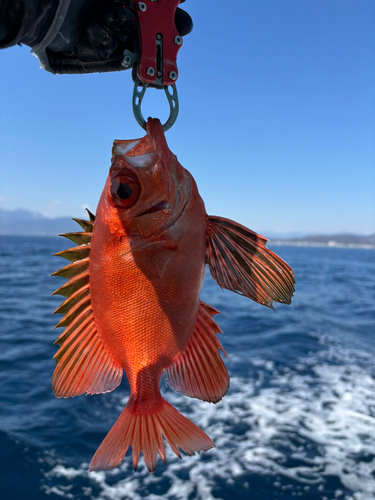 チカメキントキの釣果