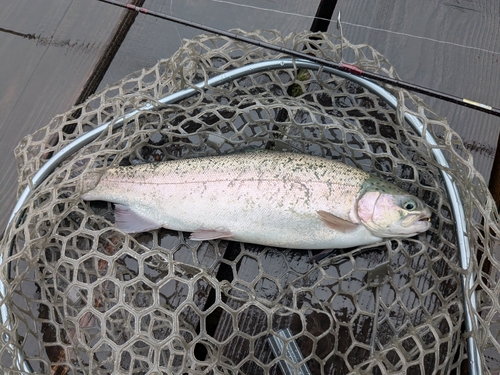 ニジマスの釣果