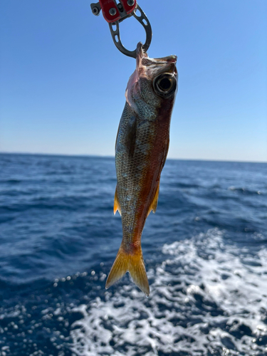 クロムツの釣果