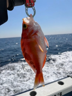 アカイサキの釣果
