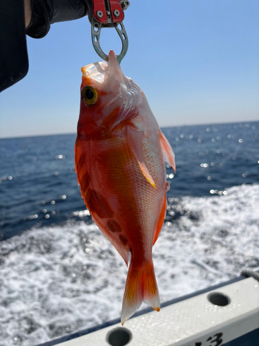 アカイサキの釣果