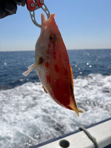 キツネダイの釣果